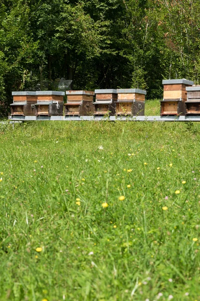 초원에서 꿀의 행 — 스톡 사진
