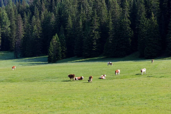 Корів, котрі пасуться Панорама — стокове фото