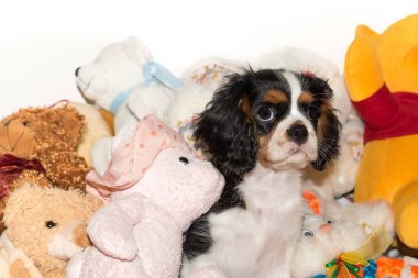 Süvari köpeği Charles Spaniel.