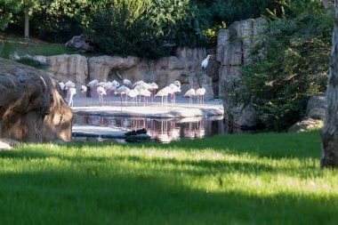 Nehri yakınında pembe Vinçler