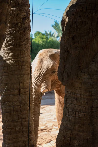 Krásný slon africký — Stock fotografie