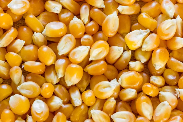 Corn for popcorn — Stock Photo, Image