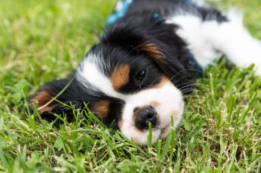 Cavalier king charles spaniel köpek yavrusu