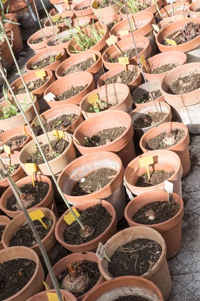 Orto Botanico di Catania Sicilia — Foto Stock