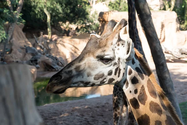 Красивый африканский портрет жирафа — стоковое фото