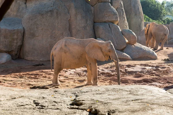 Krásný Slon Africký Zobrazení — Stock fotografie