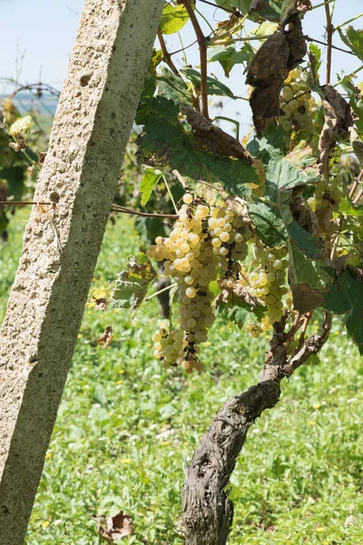 Rows of Sicilian vineyard — Stock Photo, Image