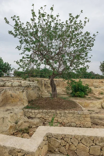 Sicilian Stone Garden Olive Tree — Stock Photo, Image