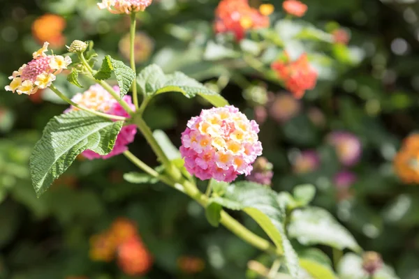 Jardín Botánico de Catania Sicilia — Foto de Stock