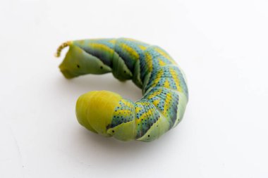 Acherontia Atropos, yaklaşın.