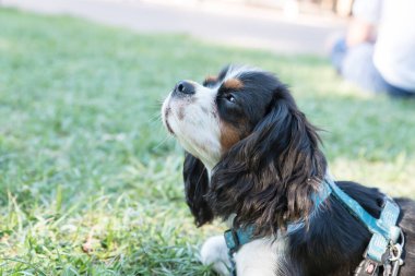 Cavallierking charles spaniel portresi