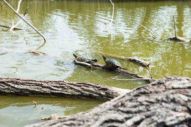 Kaplumbağalar güneşe uzandı.