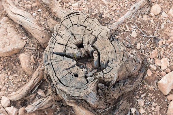 Árbol tronco vista cortada —  Fotos de Stock