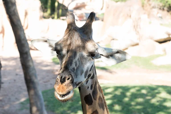 Beautiful African giraffe view — Stock Photo, Image