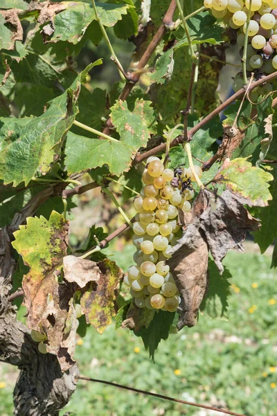 Rijen van Siciliaanse wijngaard — Stockfoto