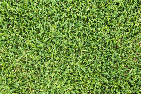Текстура зелёной лужайки — стоковое фото