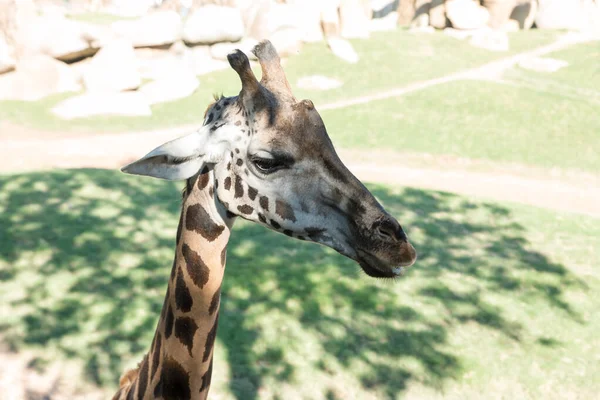 Schöne afrikanische Giraffe Ansicht — Stockfoto