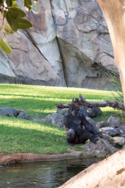 Nehri yakınında güzel goril