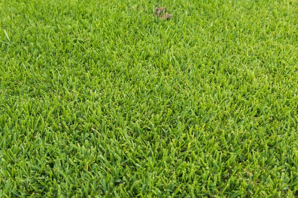 Текстура зелёной лужайки — стоковое фото