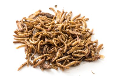 Fried kriket larva görünümü