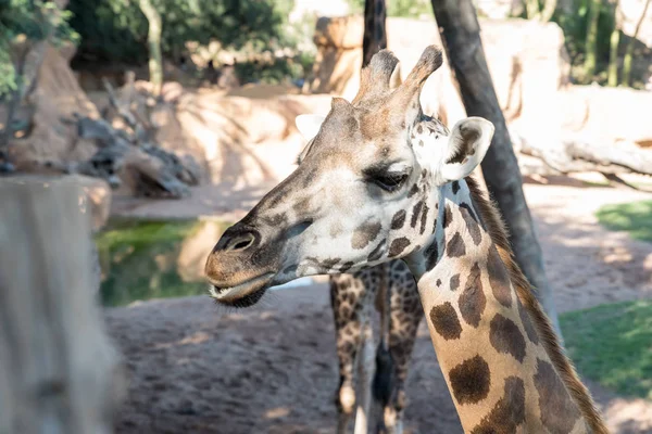 Красивый Вид Африканского Жирафа — стоковое фото