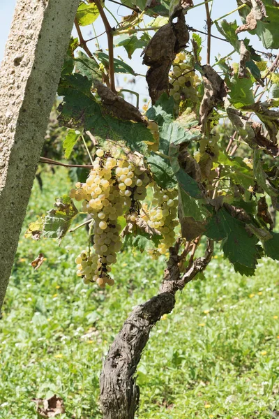 Ряди сицилійського виноградника — стокове фото