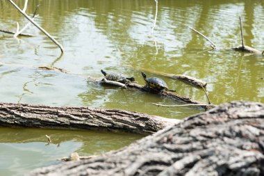 Kaplumbağalar güneşe uzandı.