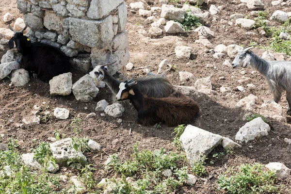시칠리아 에서 풀을 뜯고 있는 염소들 — 스톡 사진