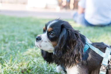 Cavallierking closeup portresi