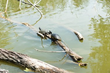 Kaplumbağalar güneşe uzandı.