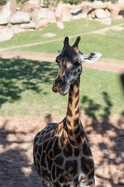 Beautiful African giraffe view — Stock Photo, Image