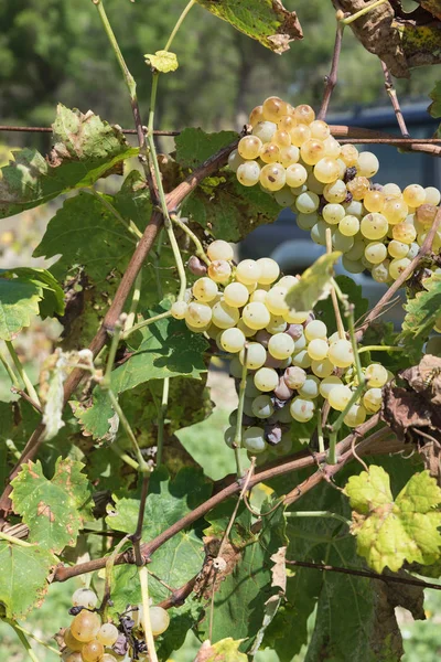 Ряди сицилійського виноградника — стокове фото