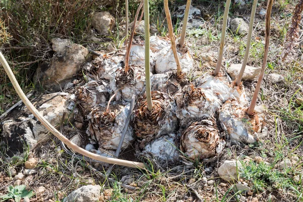 Sicilianske klippehave plante - Stock-foto