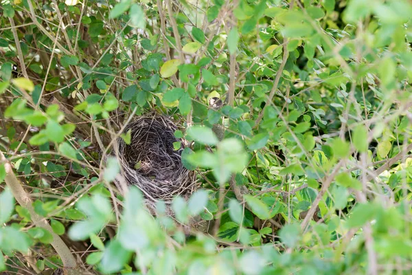 Lege vogelnestzicht — Stockfoto