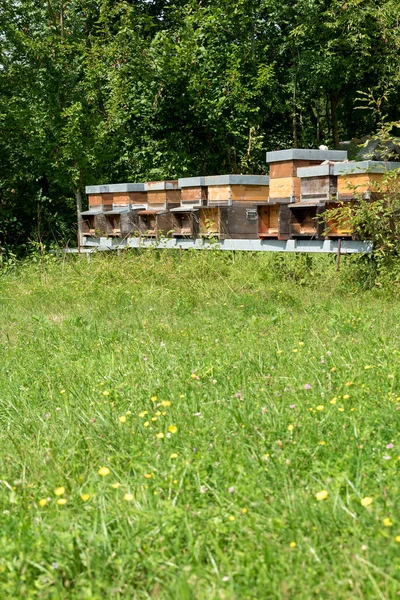 초원에서 꿀의 행 — 스톡 사진