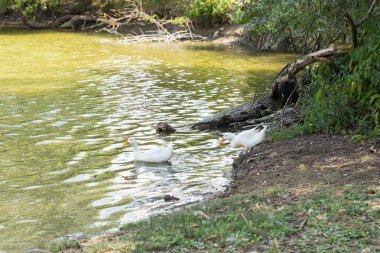 Bir çift beyaz ördek.