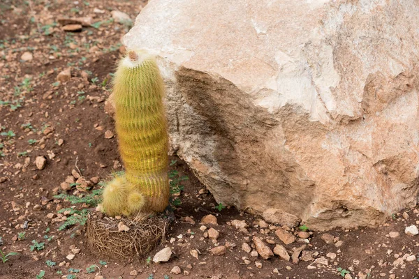 Sicilian rock garden view — Stock Photo, Image