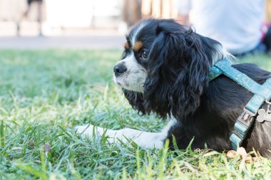 Süvari görüşünün portresi