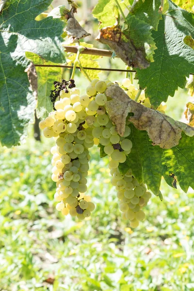 Filas de viñedo siciliano —  Fotos de Stock