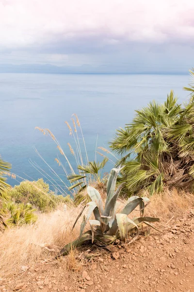 Agave sizilien italien panorama — Stockfoto