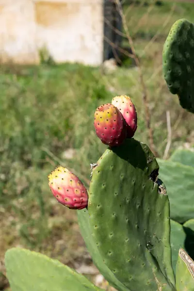 Ripe red prickly pears — Stock Photo, Image