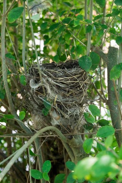 Empty bird nest view — Stock Photo, Image
