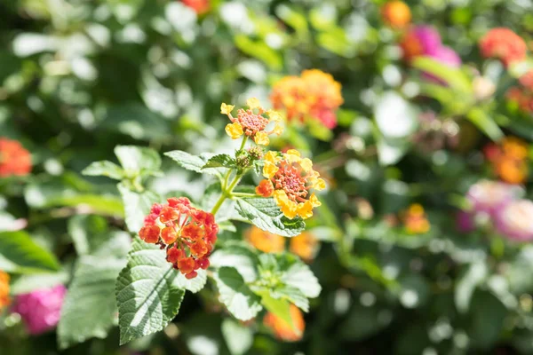 Botanical Garden Catania Sicily — Stock Photo, Image