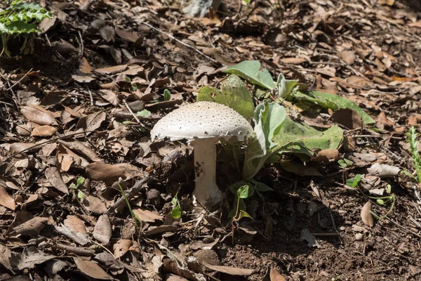 Champiñones Blancos Bosque —  Fotos de Stock