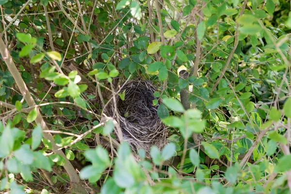 Пустой Вид Гнездо Птицы — стоковое фото