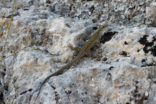 Lézard Sur Rocher — Photo