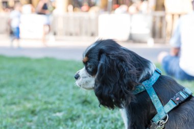 Süvari Köpeğinin Portresi