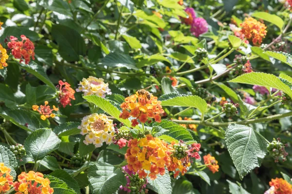 Botanical Garden Catania Sicily — Stock Photo, Image