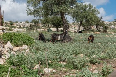 Keçiler Sicilya 'da otluyor.