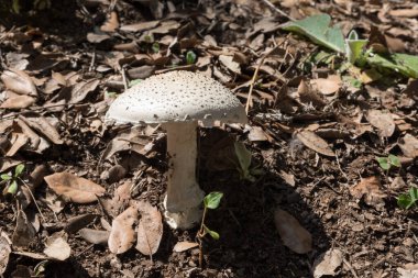 Ormanda beyaz mantar